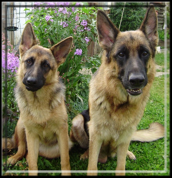 Chiens
