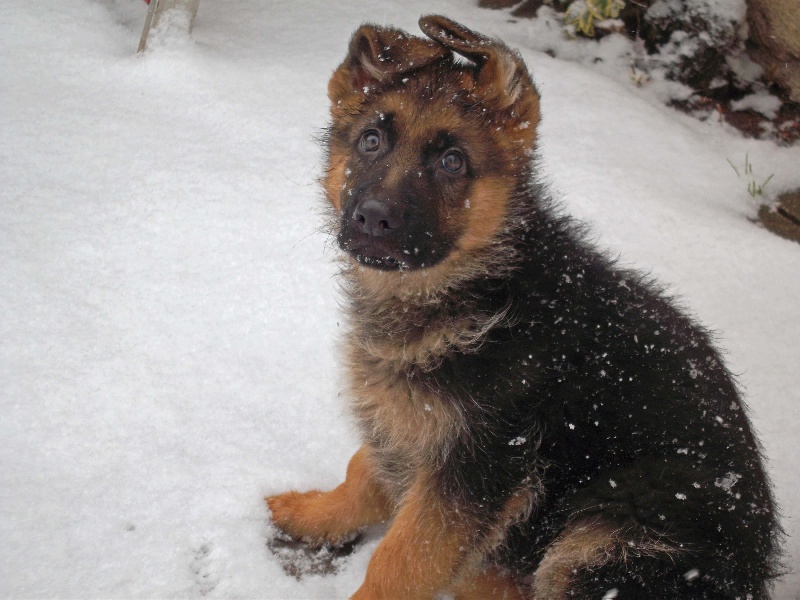 Chiots D'minnie/Floose