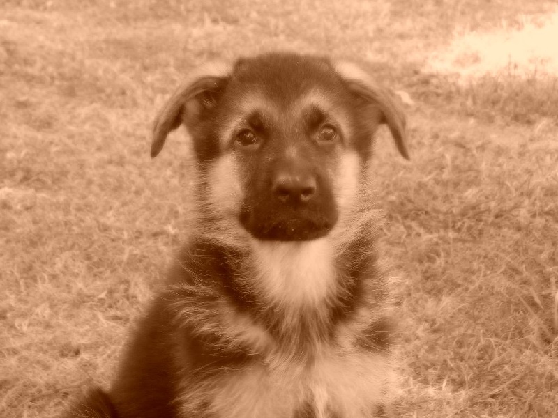 chiots Grehoode/Intox