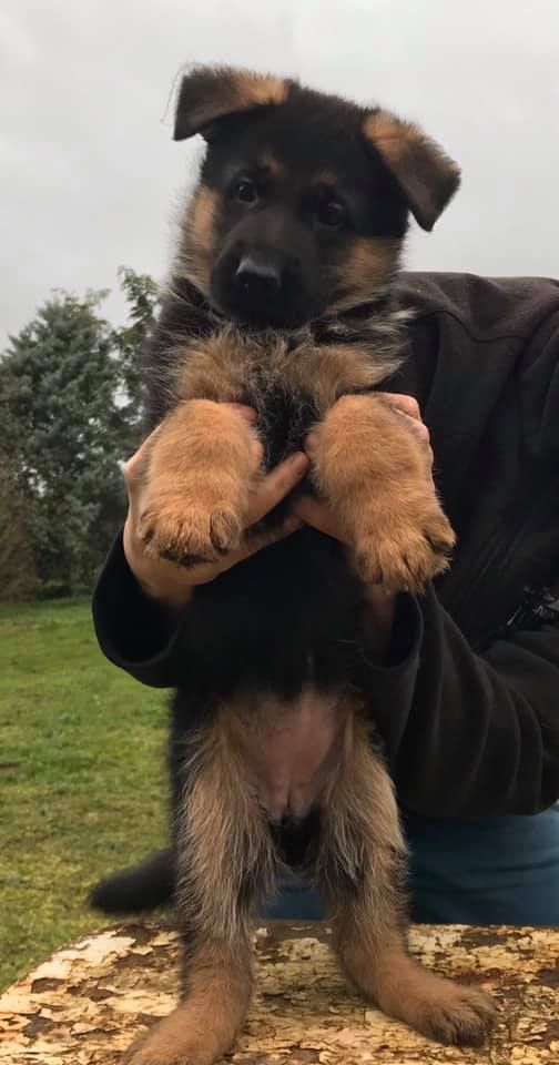 De La Chambonnaise - Chiots disponibles - Berger Allemand