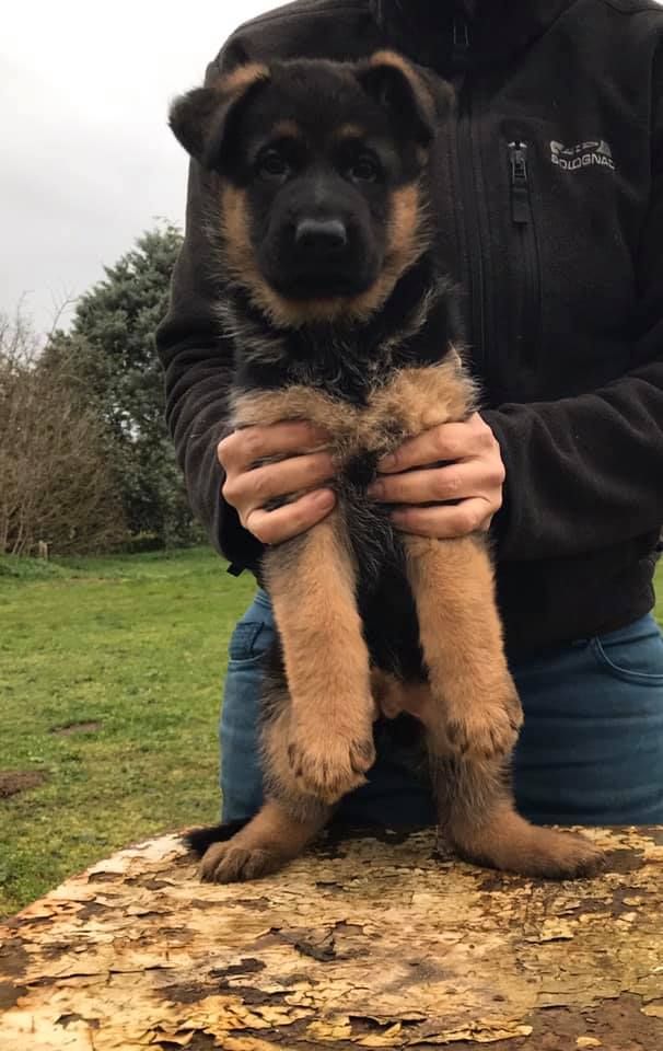 De La Chambonnaise - Chiots disponibles - Berger Allemand